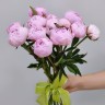 Розовые пионы импортные с доставкой в Ессентуках